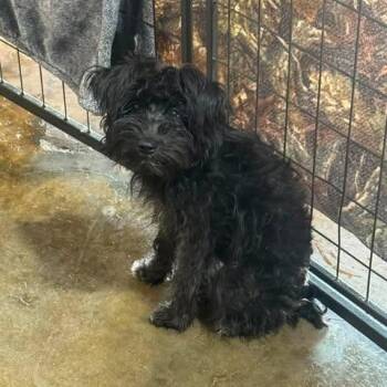 Monica -  Terrier and Mixed Breed Dog for Adoption in TIMBERCRK CYN, Texas - Monica | PetCurious