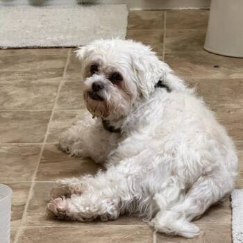 Benjamin--In Foster -  Maltese Dog for Adoption in Fargo, North Dakota - Benjamin--In Foster | PetCurious