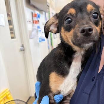 71448 -  Mixed Breed Dog for Adoption in Harrisonburg, Virginia - 71448 | PetCurious