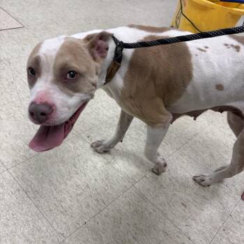 Pit Bull Terrier Dogs Available for Adoption in East St. Louis, Illinois - Shell | PetCurious