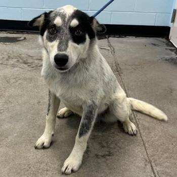 Rocky -  Cattle Dog Dog for Adoption in Albany, New York - Rocky | PetCurious