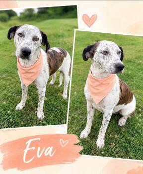 Eva -  Catahoula Leopard Dog Dog for Adoption - Eva | PetCurious