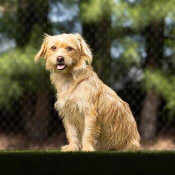 Lis -  Mixed Breed Dog for Adoption in Jupiter, Florida - Lis | PetCurious