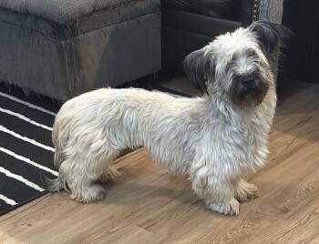 Gnocchi -  Skye Terrier Dog for Adoption in Sandy Springs, Georgia - Gnocchi | PetCurious