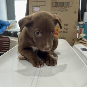 Joey -  Australian Shepherd and Catahoula Leopard Dog Dog for Adoption in Livingston, Texas - Joey | PetCurious