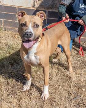 Tazzy -  Mixed Breed Dog for Adoption in Chamblee, Georgia - Tazzy | PetCurious
