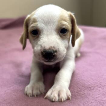 Mixed Breed Dogs Available for Adoption in State College, Pennsylvania - Madeline | PetCurious