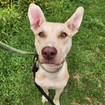 Rescue German Shepherd Dog and Mixed Breed Dogs for Adoption in Binghamton, New York - Iggy | PetCurious