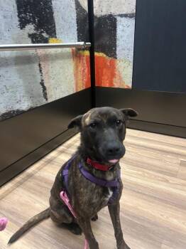 Cattle Dog Dogs Available for Adoption in Fort Lupton, Colorado - Linzer 2 | PetCurious