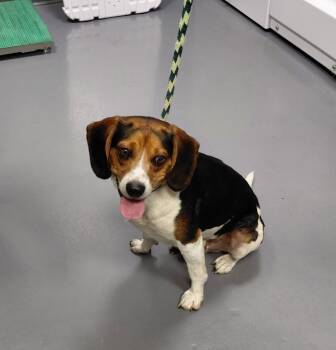 Rescue Beagle Dogs for Adoption in South Bend, Indiana - Gabe | PetCurious