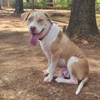 Amma -  American Staffordshire Terrier Dog for Adoption in Martinez, California - Amma | PetCurious