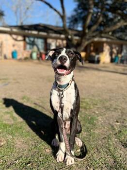Pit Bull Terrier and Labrador Retriever Dogs Available for Adoption - Dakota Darling Certified Lover Boy | PetCurious