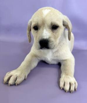 Rescue Saint Bernard and Mixed Breed Dogs for Adoption in Morton Grove, Illinois - Roo | PetCurious