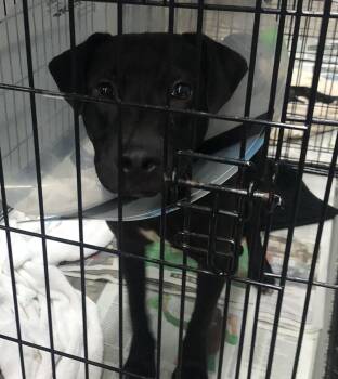 Banjo -  Labrador Retriever and Hound Dog for Adoption in Parma, Ohio - Banjo | PetCurious