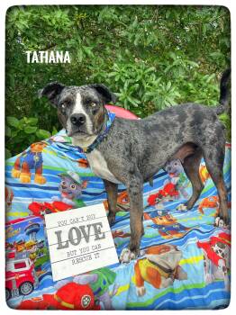 Catahoula Leopard Dog Dogs Available for Adoption in Sebring, Florida - Tatiana | PetCurious