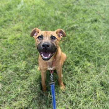 Rescue Black Mouth Cur Dogs for Adoption in Center Point, Texas - Lucas | PetCurious