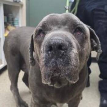 Mastiff Dogs Available for Adoption - PT | PetCurious