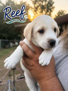 Labrador Retriever Dogs Available for Adoption in Carmel Hamlet, New York - Reef (Coastal Litter) | PetCurious