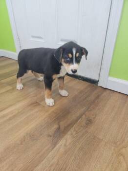 Mocha -  Siberian Husky and Labrador Retriever Dog for Adoption in Cleveland, Tennessee - Mocha | PetCurious