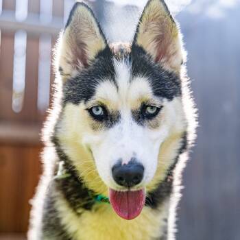 Rescue Siberian Husky Dogs for Adoption in Naperville, Illinois - Patrice | PetCurious