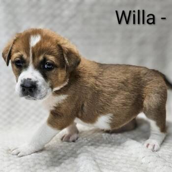 Labrador Retriever and Hound Dogs Available for Adoption - Willa | PetCurious