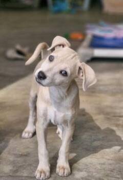 Chihuahua and Labrador Retriever Dogs Available for Adoption in Calgary, Alberta - Iggy | PetCurious
