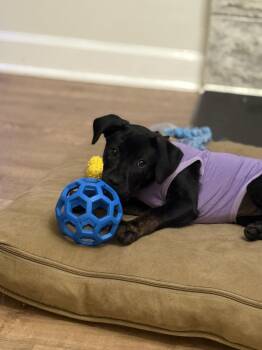 Poppi -  Mixed Breed Dog for Adoption in Evansville, Indiana - Poppi | PetCurious