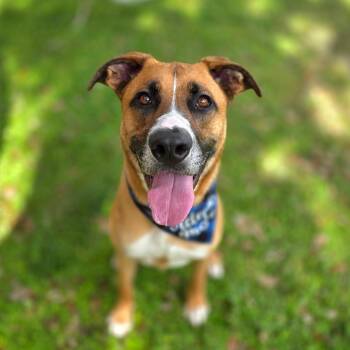 Arlo -  Mixed Breed Dog for Adoption in Port Charlotte, Florida - Arlo | PetCurious