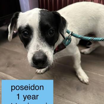 Poseidon -  Rat Terrier Dog for Adoption in Tampa, Florida - Poseidon | PetCurious