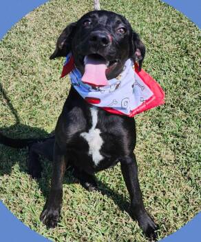 Rescue Labrador Retriever Dogs for Adoption in North Berwick, Maine - Christoph | PetCurious