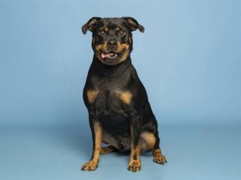 TRUMAN -  Rottweiler and Dachshund Dog for Adoption in Phoenix, Arizona - TRUMAN | PetCurious