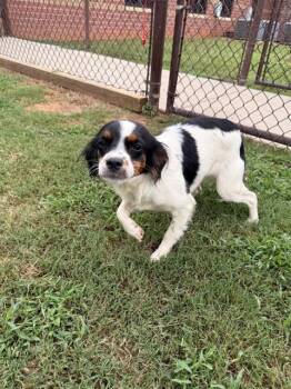 CARMELA -  English Springer Spaniel and Mixed Breed Dog for Adoption in Grovetown, Georgia - CARMELA | PetCurious