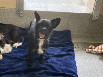 SOFIA -  Cairn Terrier Dog for Adoption in Tustin, California - SOFIA | PetCurious