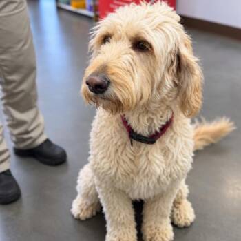 Dolly -  Poodle and Retriever Dog for Adoption in Idaho Falls, Idaho - Dolly | PetCurious
