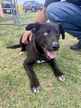 Labrador Retriever Dogs Available for Adoption in Dripping Springs, Texas - Layla | PetCurious