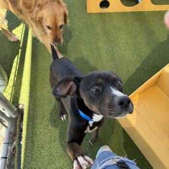 Mixed Breed Dogs Available for Adoption - Prince | PetCurious