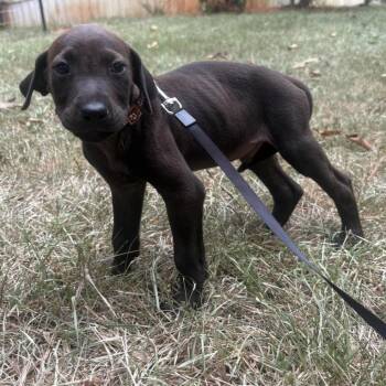 Benji -  Labrador Retriever and Mixed Breed Dog for Adoption in Cedarburg, Wisconsin - Benji | PetCurious