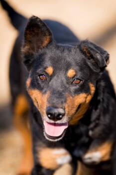 Croquette -  Cattle Dog Dog Available for Adoption in Fort Lupton, Colorado - Croquette | PetCurious