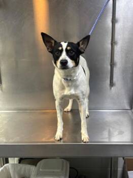 Mixed Breed Dogs Available for Adoption in West Chester, Pennsylvania - Magenta - D326-26 | PetCurious