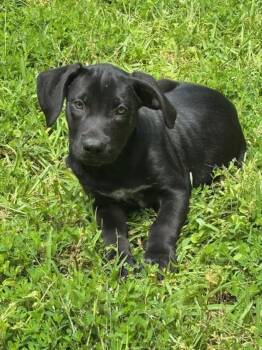 Labrador Retriever and Boxer Dogs Available for Adoption in Watertown, Connecticut - Catfish | PetCurious