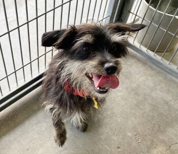 Rescue Terrier Dogs for Adoption in Canutillo, Texas - Gracie | PetCurious