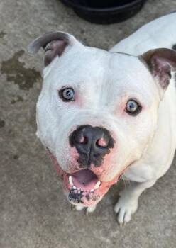 Digby -  Pit Bull Terrier Dog for Adoption in Chicago, Illinois - Digby | PetCurious