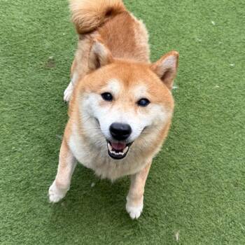 Rugar 5150 -  Shiba Inu Dog for Adoption in Loxahatchee Groves, Florida - Rugar 5150 | PetCurious