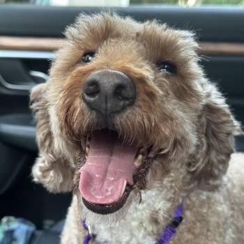 Daphne -  Miniature Poodle and Golden Retriever Dog for Adoption in Sinking Spring, Pennsylvania - Daphne | PetCurious