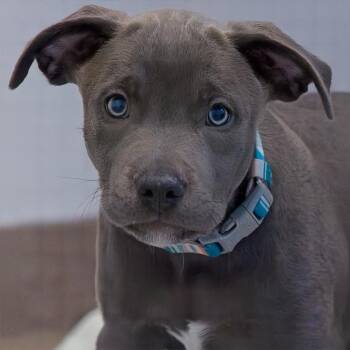 Gabby -  Labrador Retriever Dog for Adoption in South Elgin, Illinois - Gabby | PetCurious