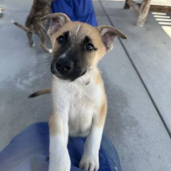 Dr. Nefario -  Great Pyrenees and Border Collie Dog for Adoption in Long Beach, California - Dr. Nefario | PetCurious