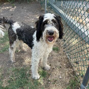 Bruno -  Bernedoodle Dog for Adoption in Lindon, Utah - Bruno | PetCurious