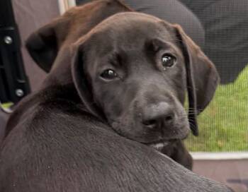 Ebony -  Labrador Retriever Dog for Adoption - Ebony | PetCurious