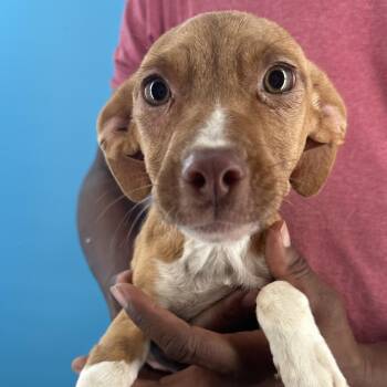 Ember - Local October 9-11 -  Rat Terrier Dog for Adoption in Brookshire, Texas - Ember - Local October 9-11 | PetCurious