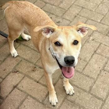 Jasmine -  Husky and Weimaraner Dog for Adoption in East Peoria, Illinois - Jasmine | PetCurious